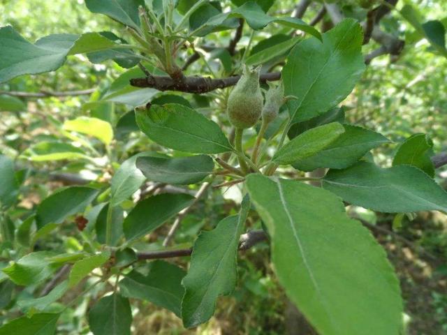 What fertilizer should be used in the orchard during the young apple period?