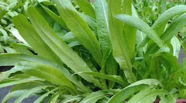 Lettuce planting technology