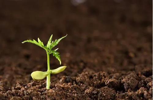 Microbial fertilizer-a "weapon" to improve soil