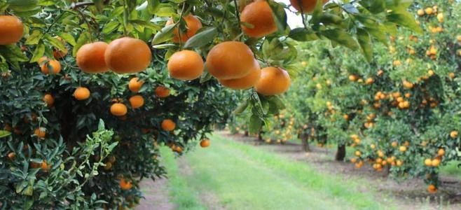 There are 3 points to pay attention to when fertilizing citrus orchards!