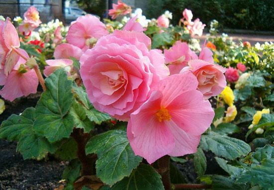 How to fertilize Begonia