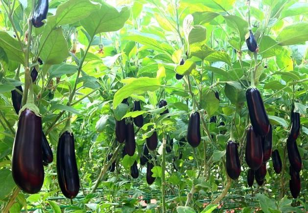 Field management of open field eggplant