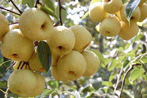 The principle of pear fertilization