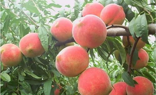 Principles of fertilizing peach trees