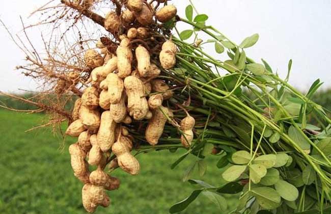 Scientific fertilization and watering of peanuts to promote normal development