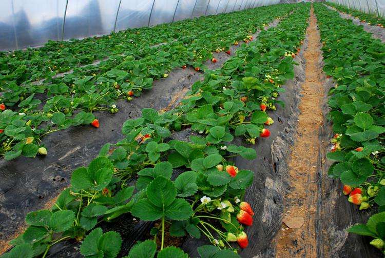 What role do potash, phosphate, and calcium fertilizers play in each growth stage of strawberries?