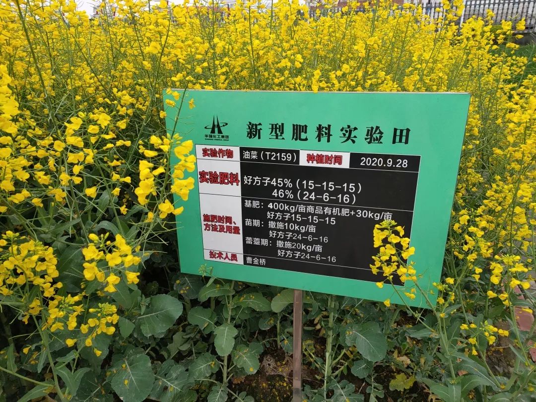 Rapeseed Fruit Growth and Fertilization Management