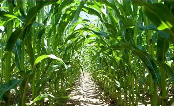How to plant corn this year? How to fertilize?
