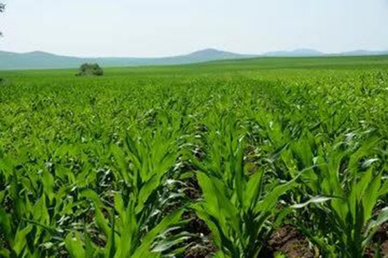 How to plant corn this year? How to fertilize?