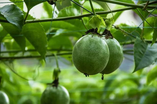 Complete Fertilization Techniques for Passion Fruit