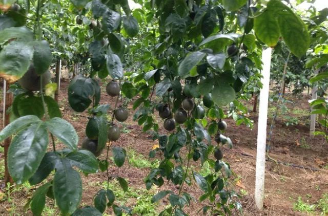 Complete Fertilization Techniques for Passion Fruit