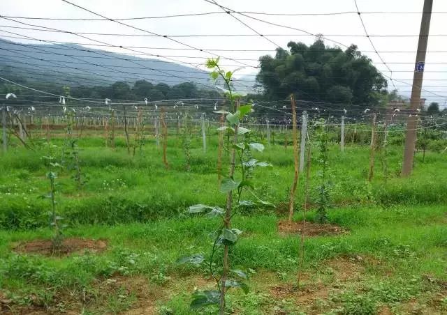 Complete Fertilization Techniques for Passion Fruit