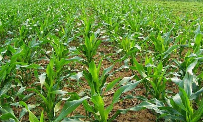 Main Points of Fertilization Management for Maize Jointing and Heading