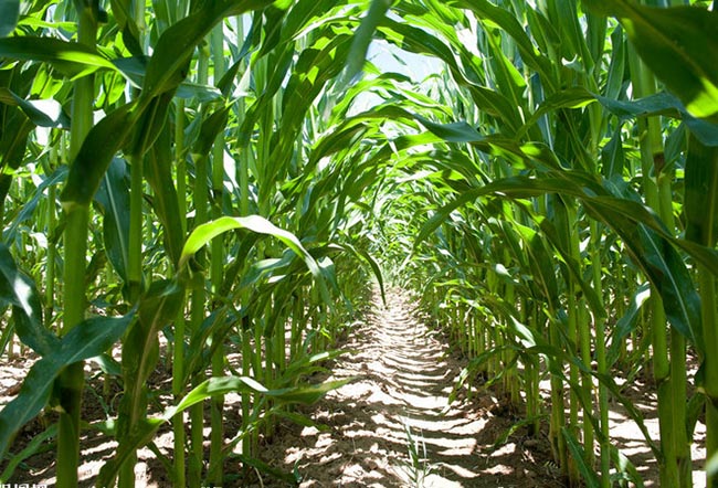 Main Points of Fertilization Management for Maize Jointing and Heading