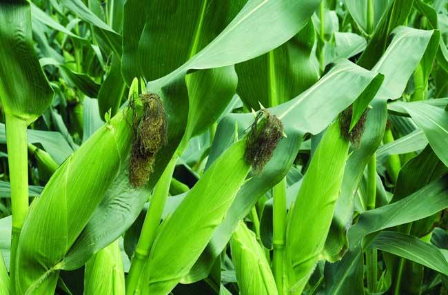 Main Points of Fertilization Management for Maize Jointing and Heading