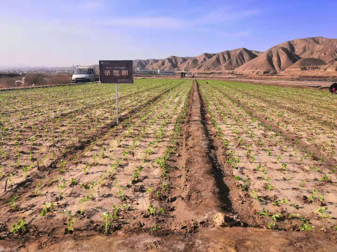 Huaqiang crop mineral fertilizer-holding up the dream of getting rich from summer vegetables on the plateau