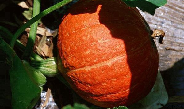 Which fertilizer is best for pumpkin？