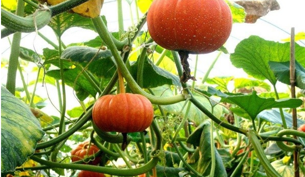 Which fertilizer is best for pumpkin？