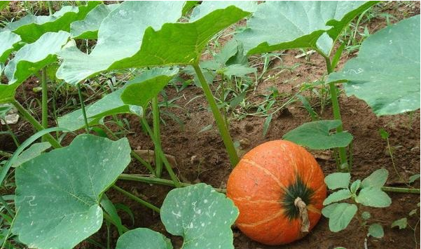 Which fertilizer is best for pumpkin？