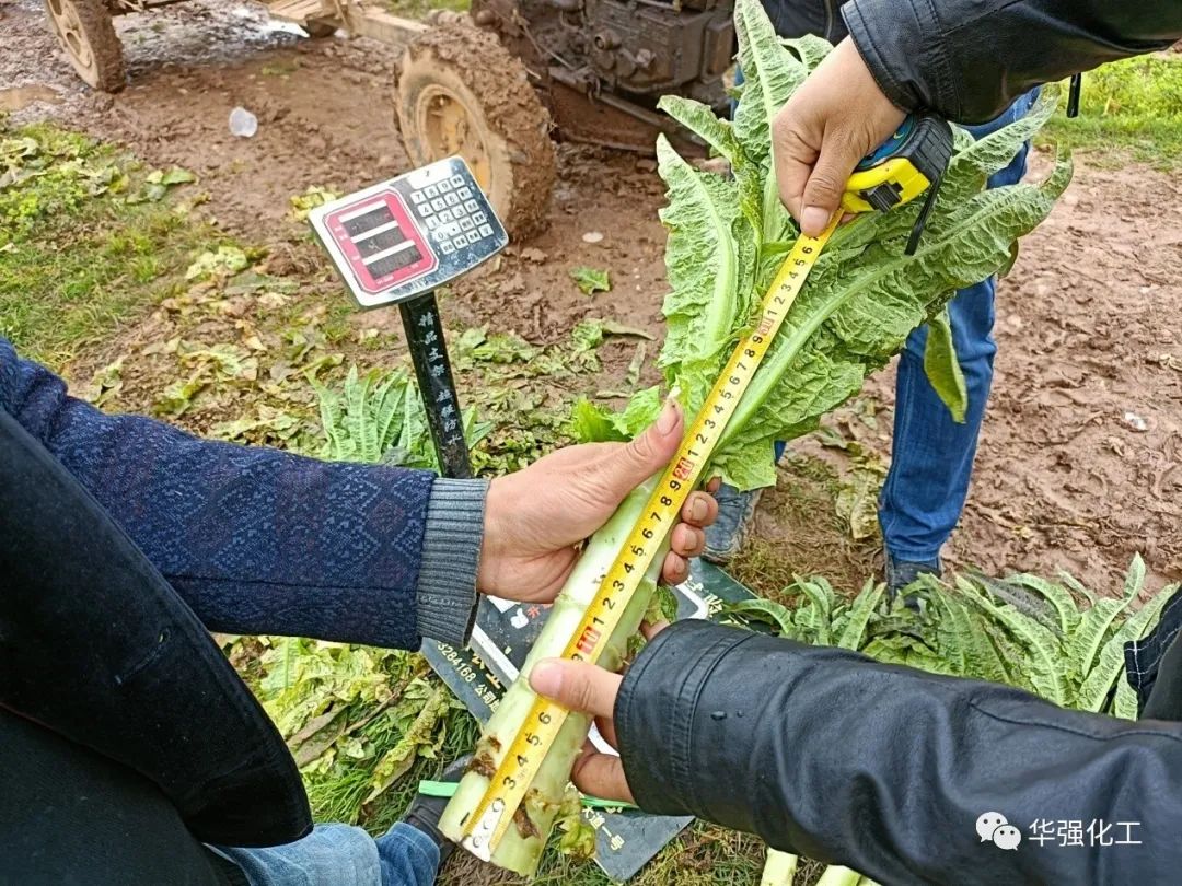 Good harvest of lettuce in demonstration field