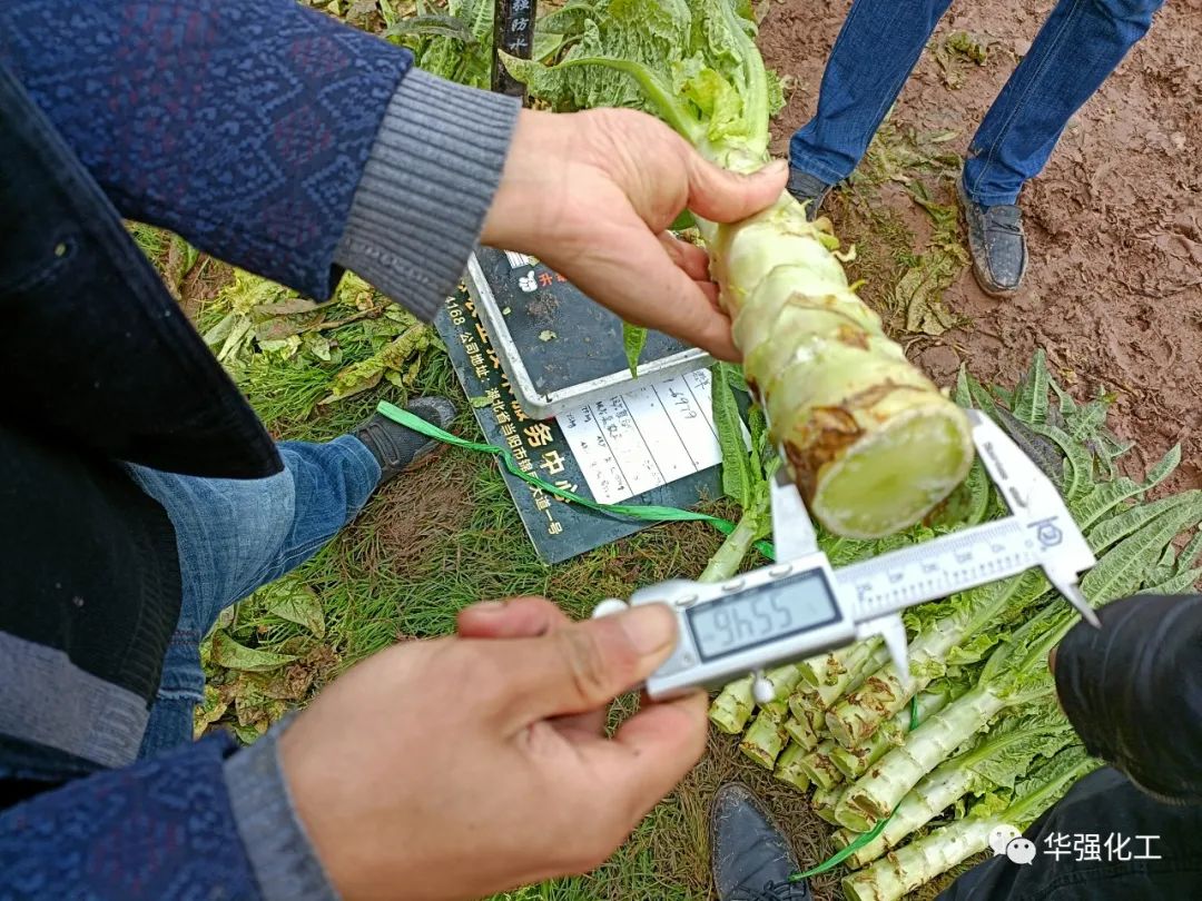 Good harvest of lettuce in demonstration field