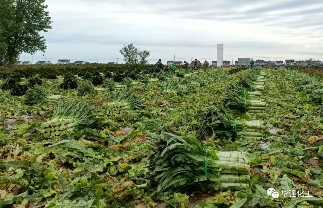 Good harvest of lettuce in demonstration field