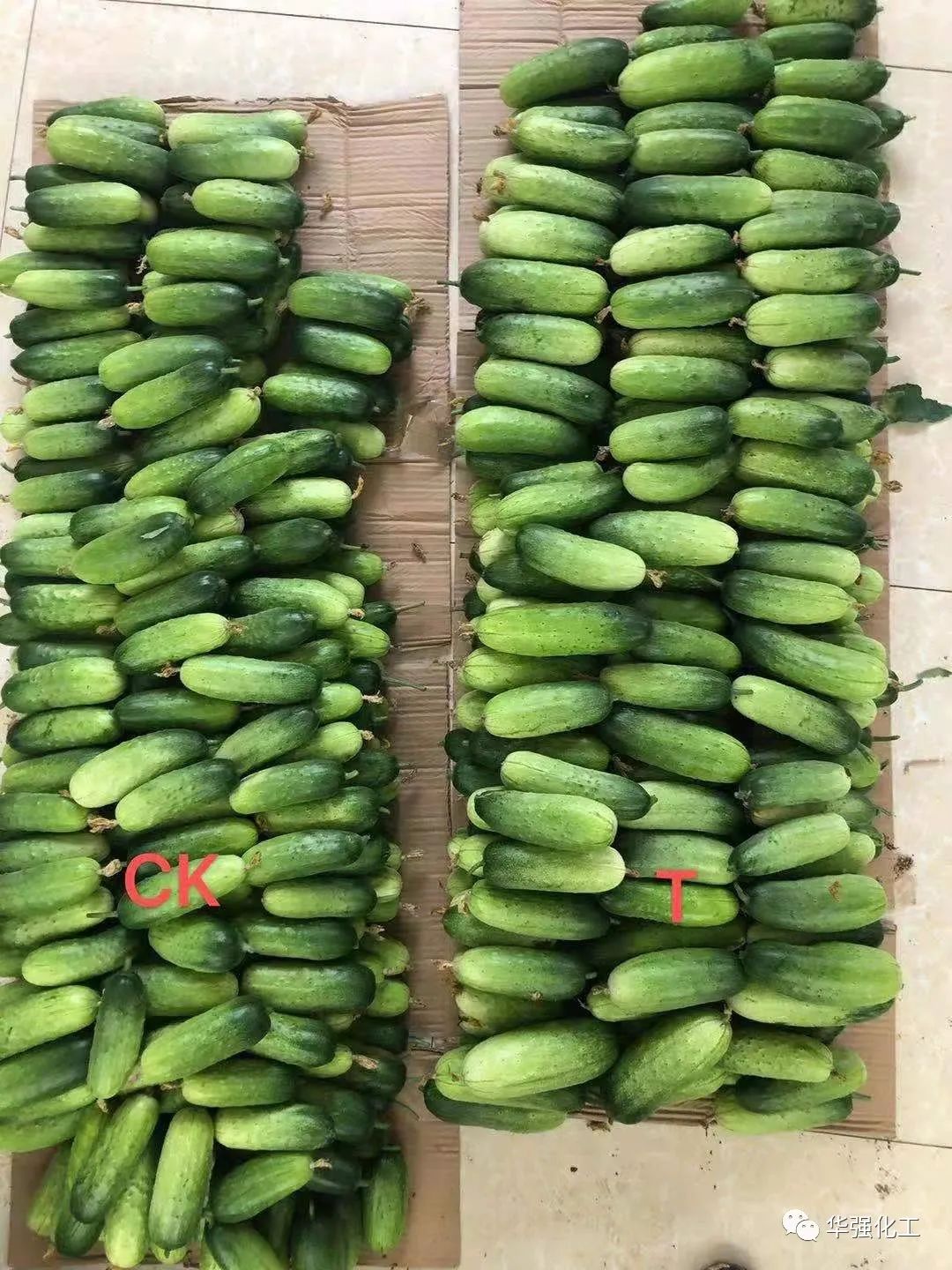 The company's new compound fertilizer helps cucumber value-added and efficiency gain high yield