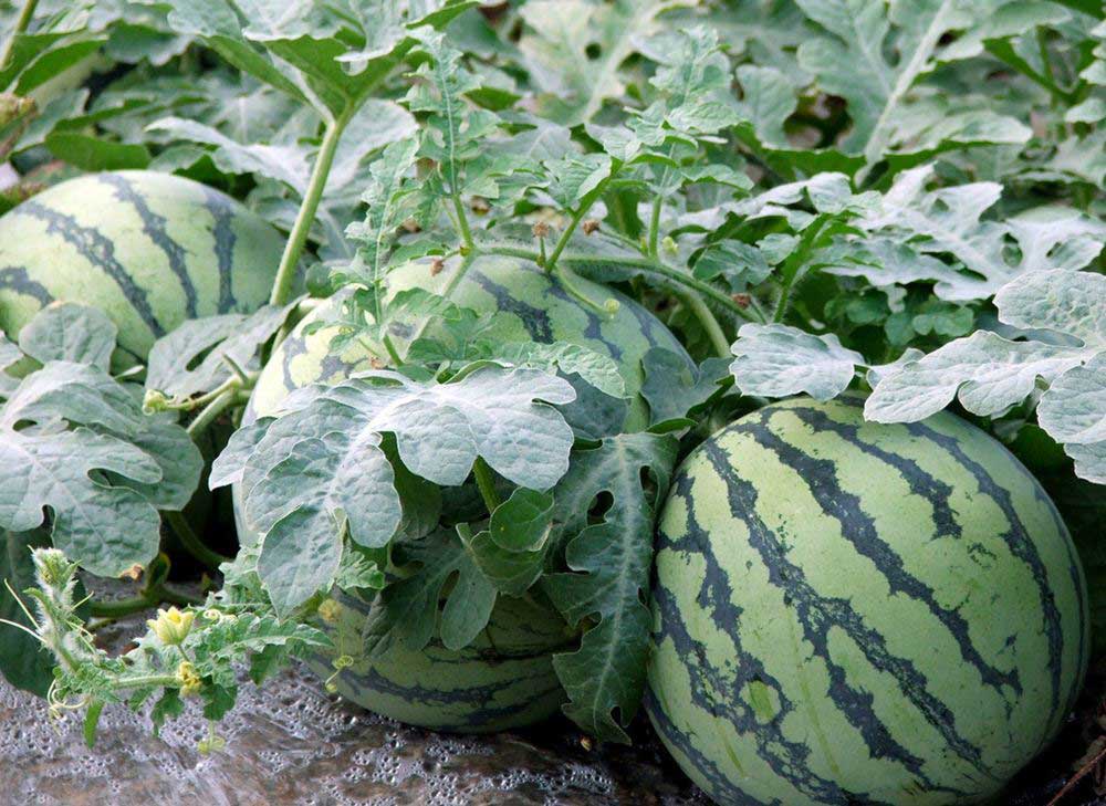 Watermelon fertilization technology