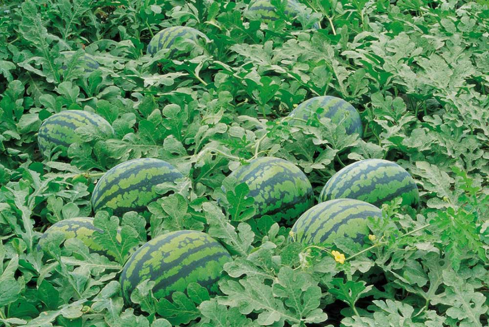 Watermelon fertilization technology