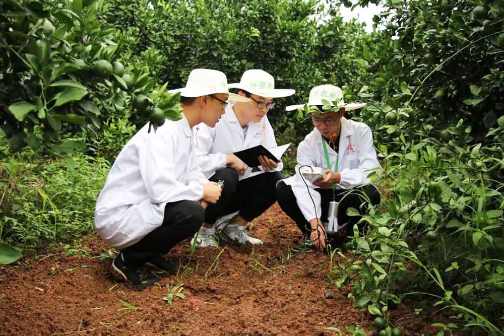 Huaqiang Citrus Test Field, Growing Good
