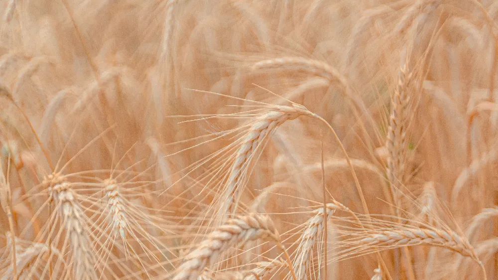 Wheat field management method (basic fertilizer)