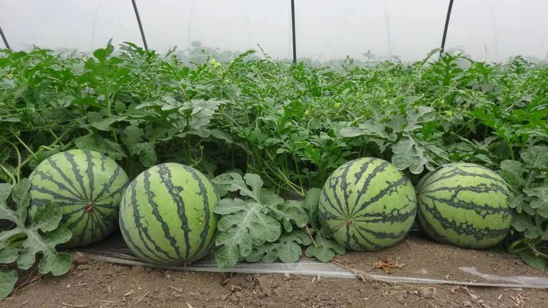 Good watermelon-Huaqiang's new fertilizer Hunan Fertilizer Revisited